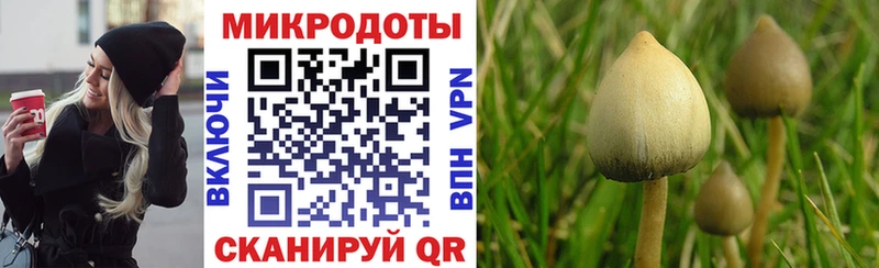 Псилоцибиновые грибы Psilocybe Среднеколымск